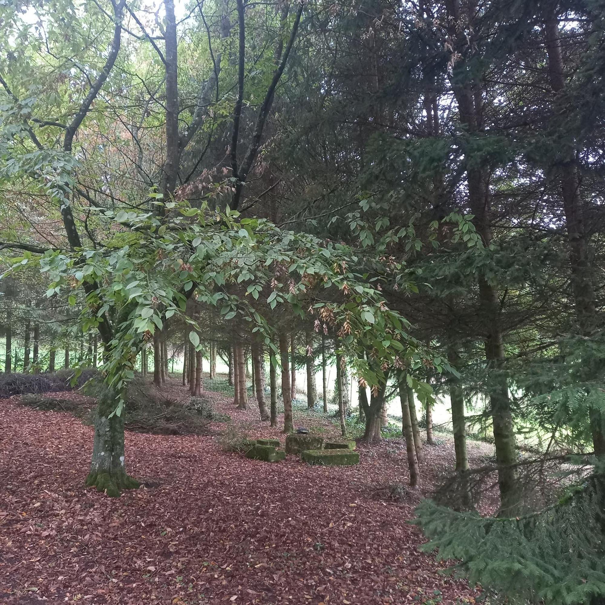 La Haie A Cerf Watronville Δωμάτιο φωτογραφία